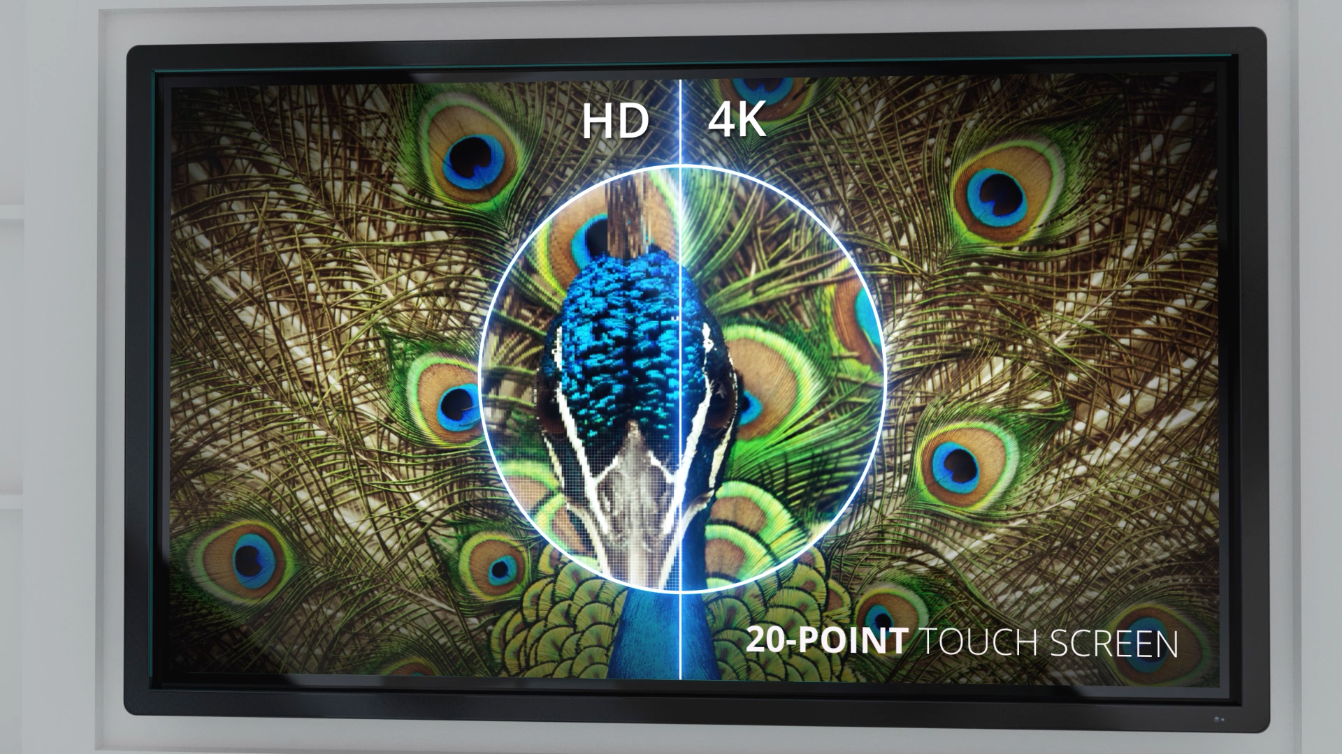 A vivid 4K peacock filling the Clevertouch panel